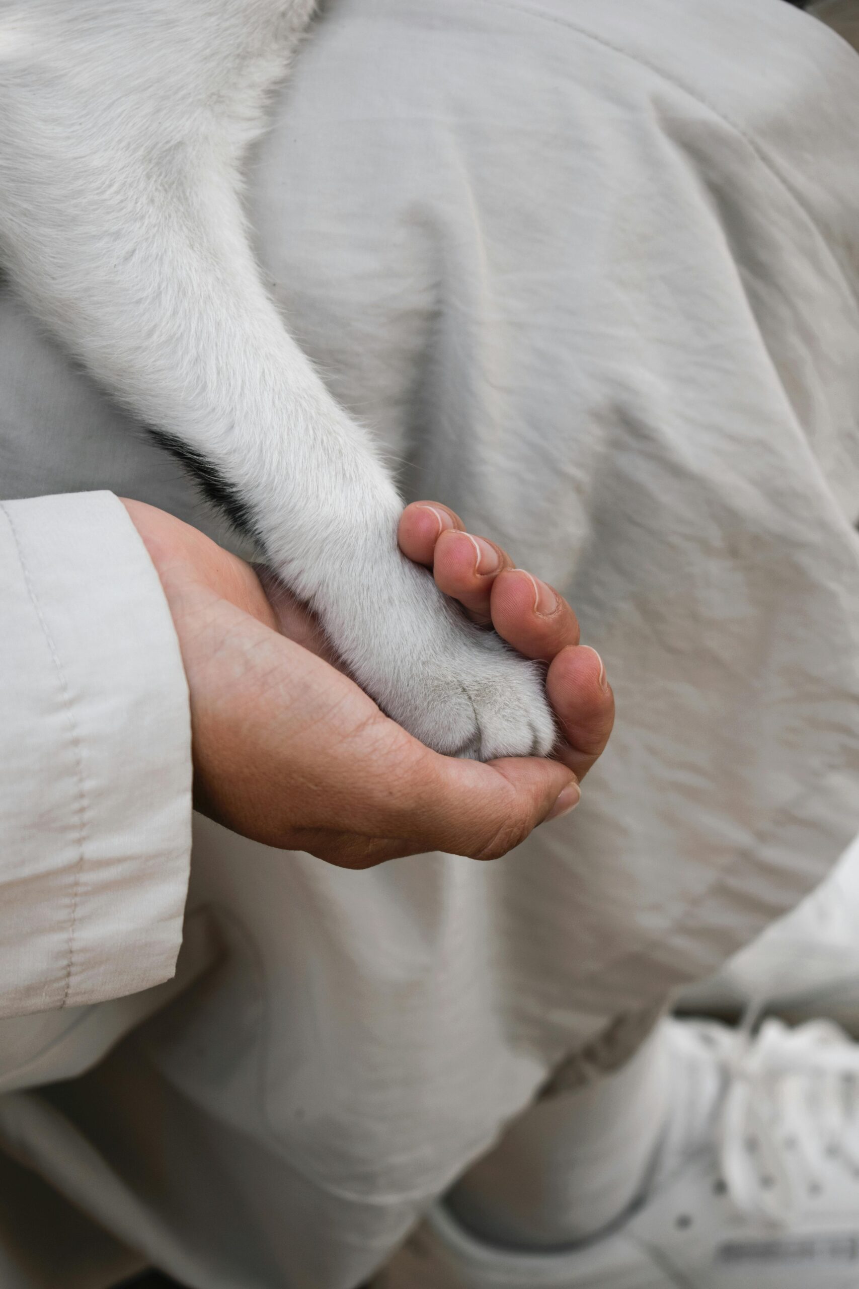 Main humaine tenant tendrement la patte d’un chien blanc, symbole de lien